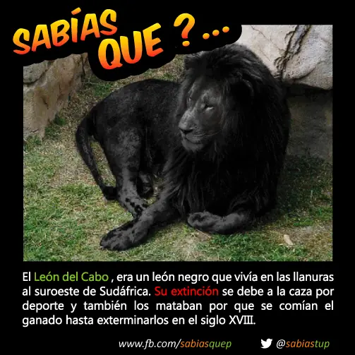 curiosidades