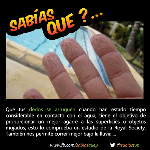 +1 Por cada curiosidad que probablemente tu desconocias