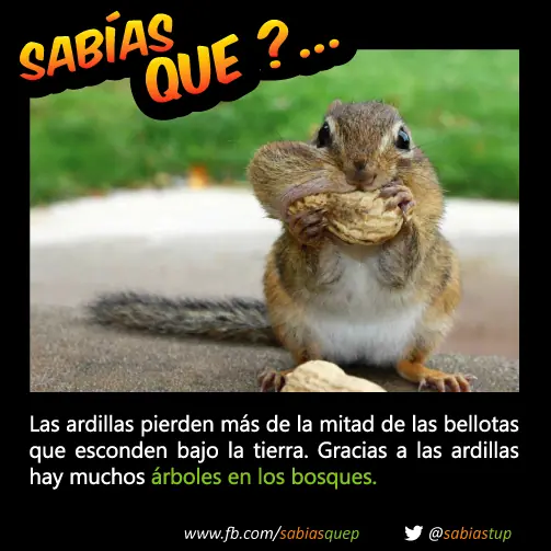 +1 Por cada curiosidad que probablemente tu desconocias