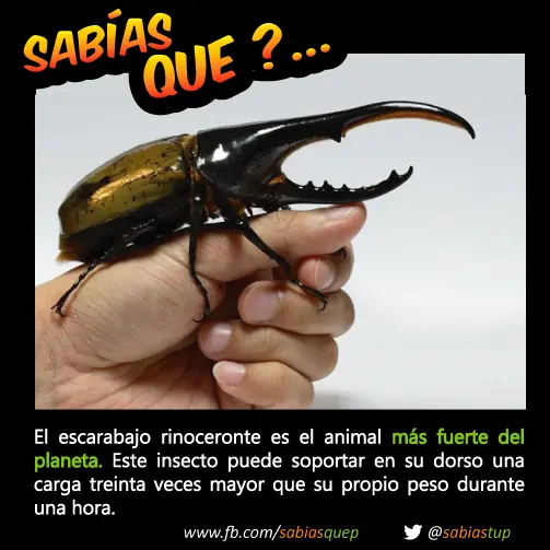+1 Por cada curiosidad que probablemente tu desconocias