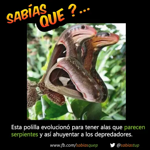 nengele