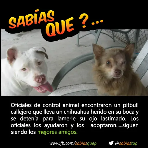 +1 Por cada curiosidad que probablemente tu desconocias
