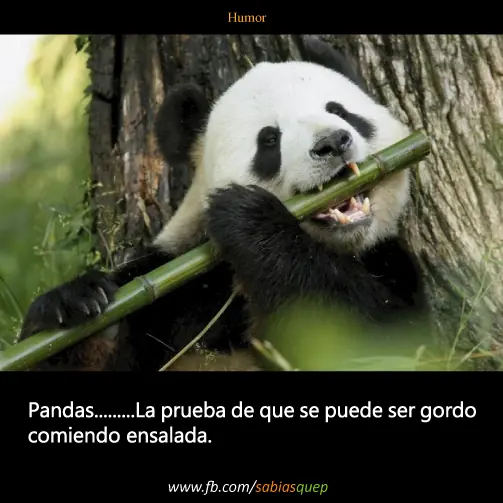 +1 Por cada curiosidad que probablemente tu desconocias