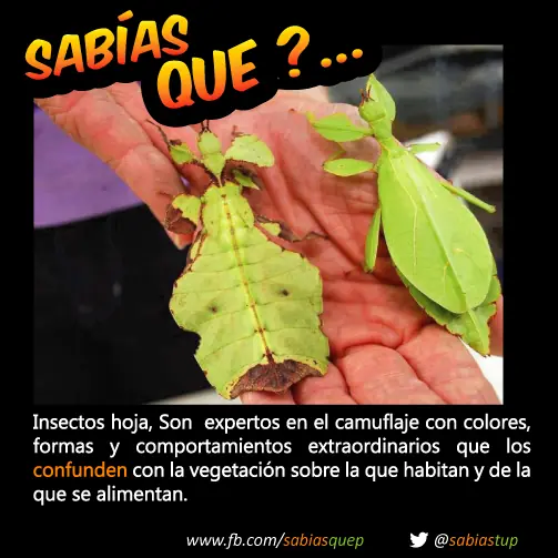 curiosidades