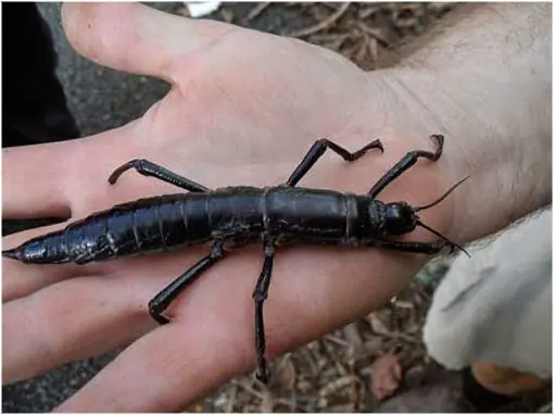 El Insecto palo de la Isla de Lord Howe (Se creia extinto)