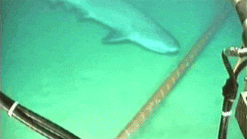 ¿Cómo es la puerta de entrada de Internet a la Argentina?