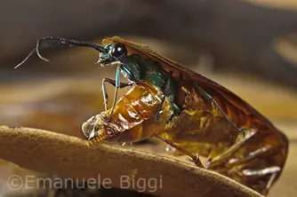 cucaracha