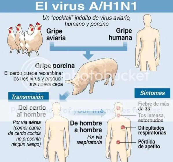 gripe porcina