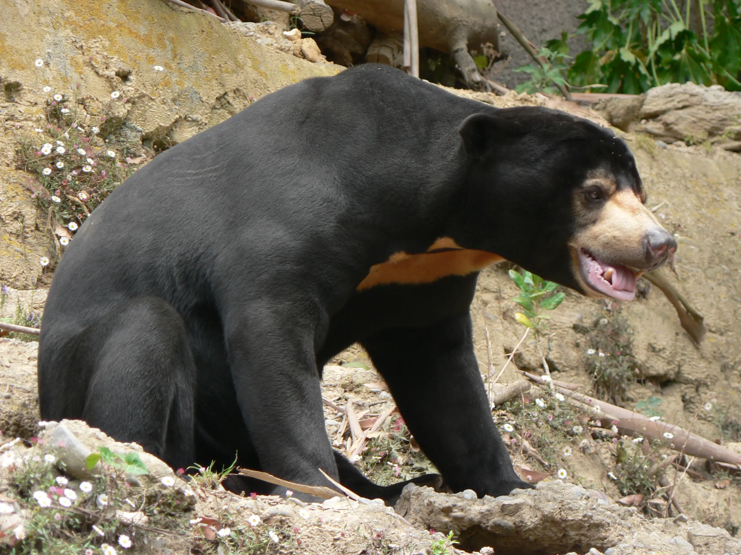oso malayo
