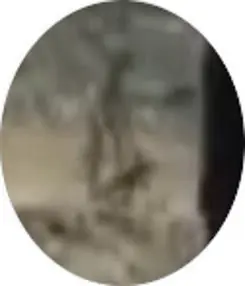 oliva