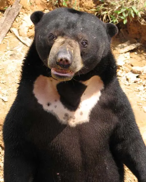 ursus