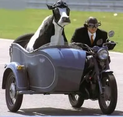 Vacas explicando ismos de la política.