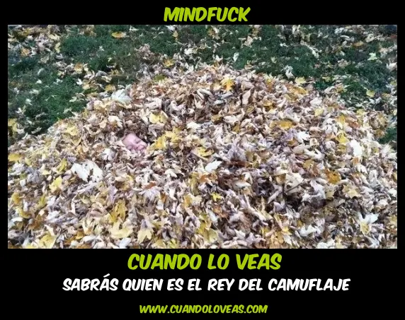 Camuflaje