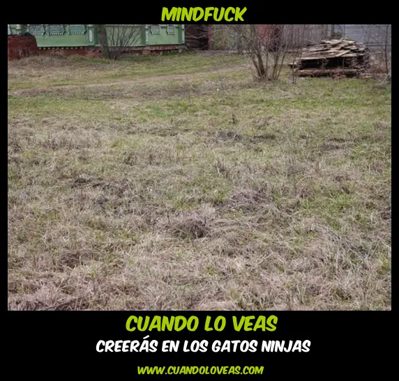 cuando