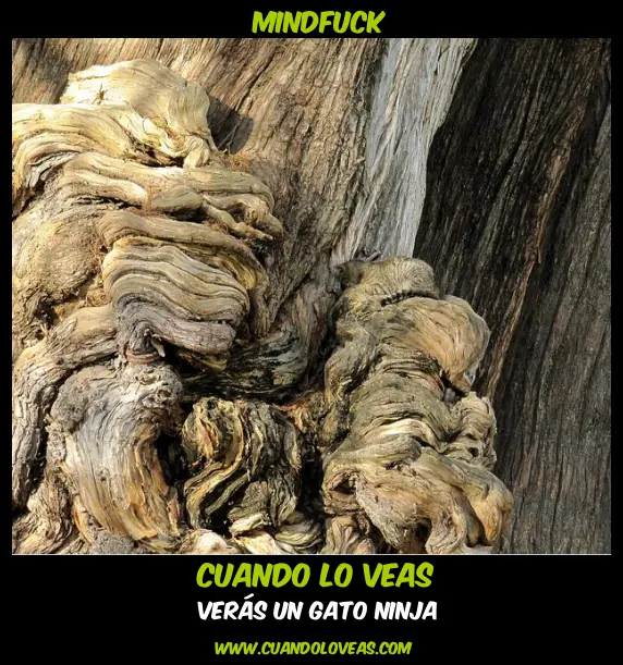 Camuflaje