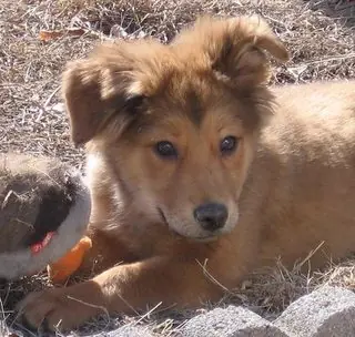 Perro muere al Salvar a su Familia