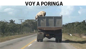 taringa
