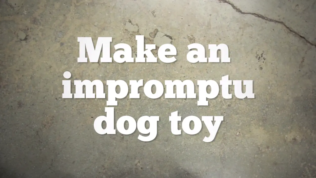 Tips para tener Feliz a tu mascota!! Perros y Gatos!!