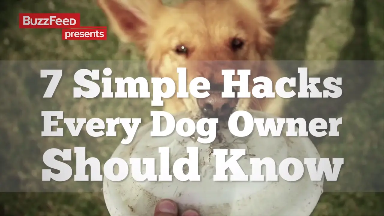 Tips para tener Feliz a tu mascota!! Perros y Gatos!!