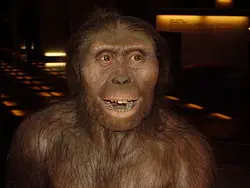 Evolución de los homínidos