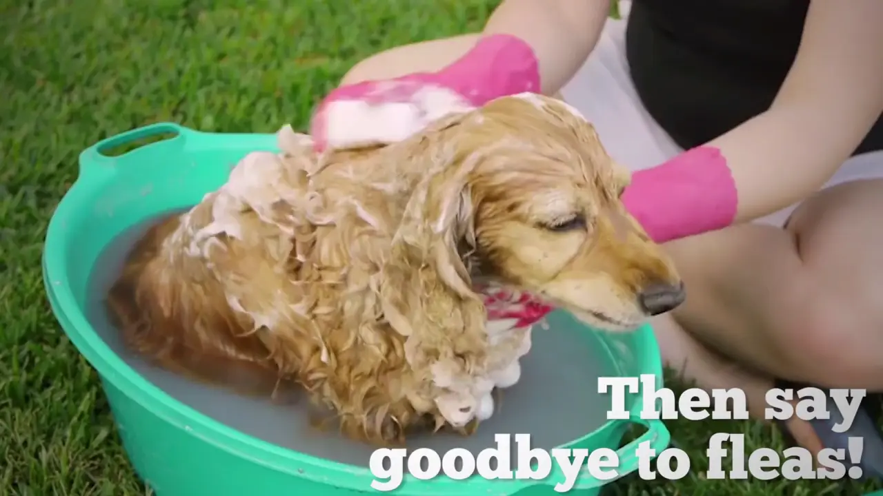 Tips para tener Feliz a tu mascota!! Perros y Gatos!!