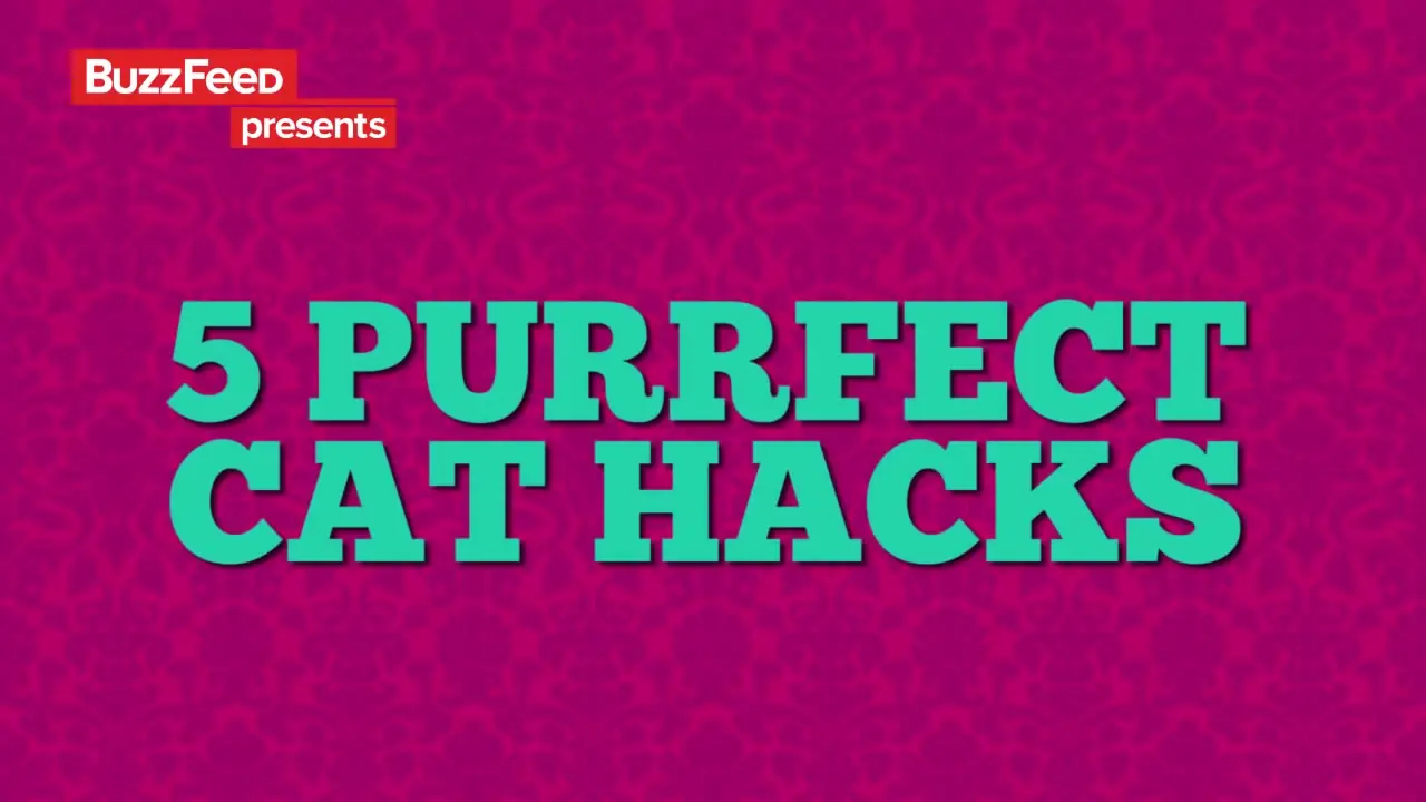 Tips para tener Feliz a tu mascota!! Perros y Gatos!!