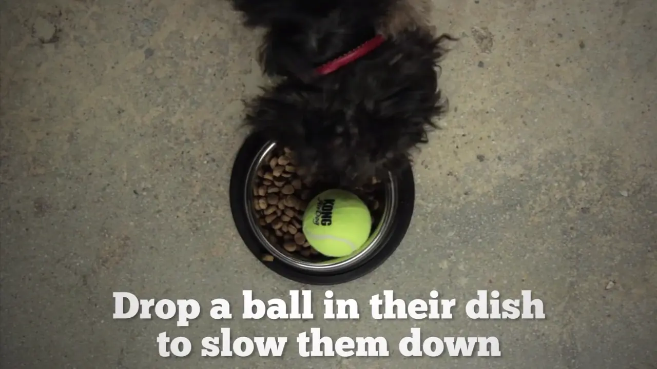 Tips para tener Feliz a tu mascota!! Perros y Gatos!!