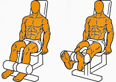 ectomorfo