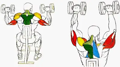Sos un palo y te cuesta hacer volumen en el GYM? pasá capo
