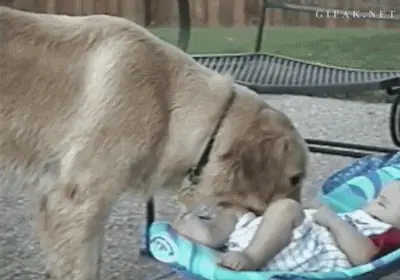 Gifs