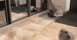 Gifs