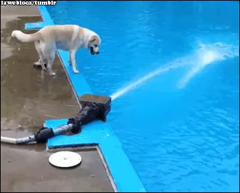 perros