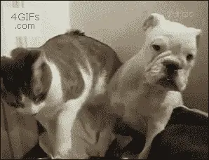 Gifs