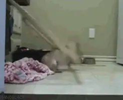 perros