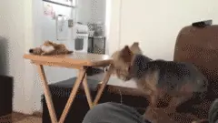 Los perros tambien se drogan (GIFS)