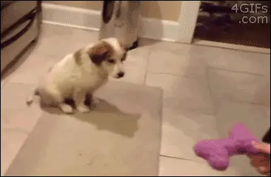 Los perros tambien se drogan (GIFS)
