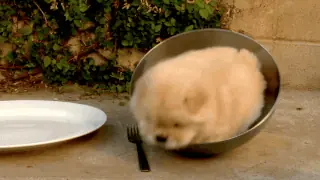 Los perros tambien se drogan (GIFS)