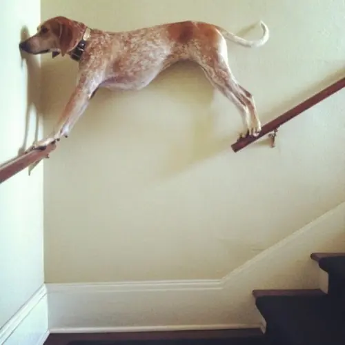 Los perros tambien se drogan (GIFS)