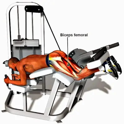 ectomorfo