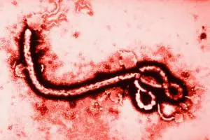 ¿Que es el Ebola? Informate lince