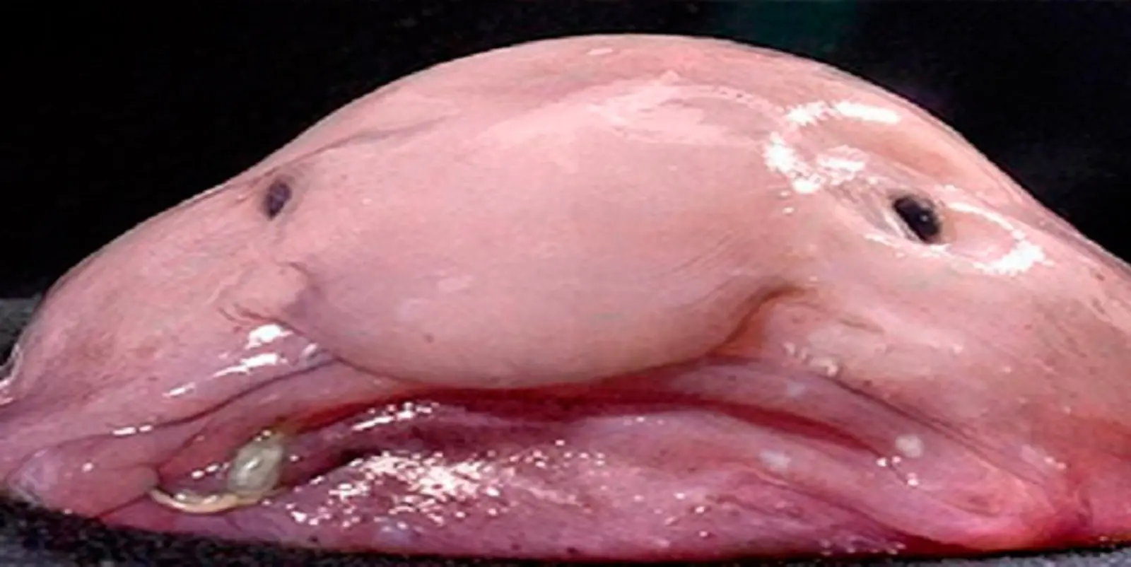 Top 25 de los animales mas raros del mundo,impresionantes.