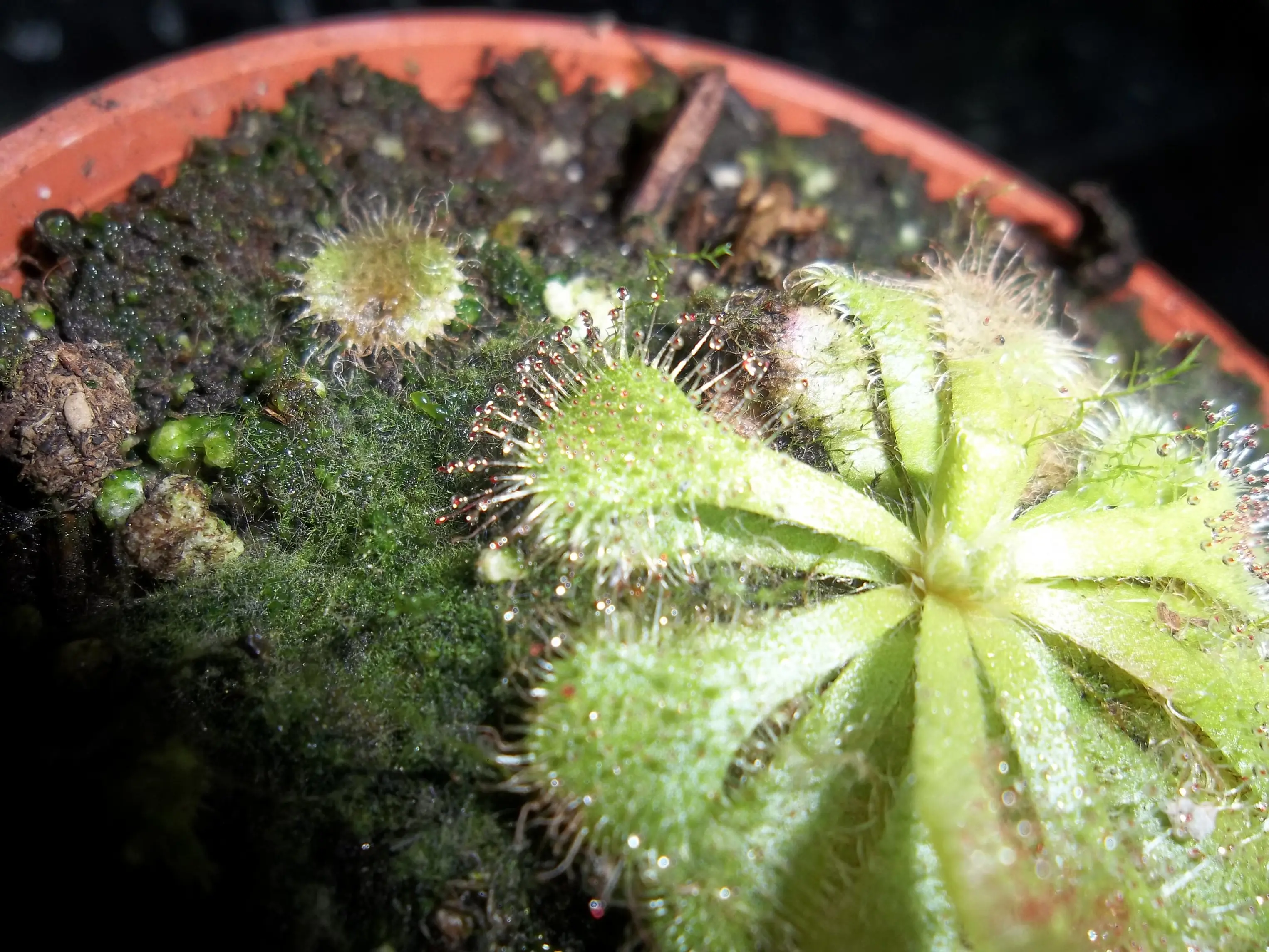 carnivoras