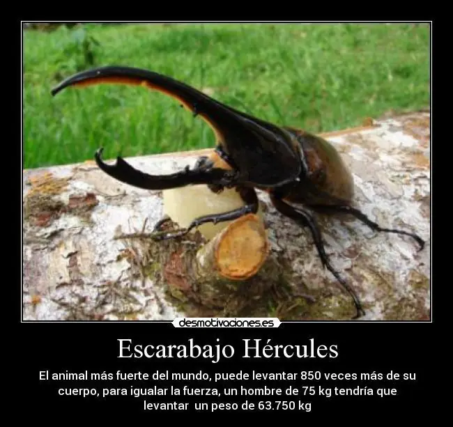 Top 25 de los animales mas raros del mundo,impresionantes.