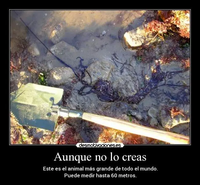 raros animales
