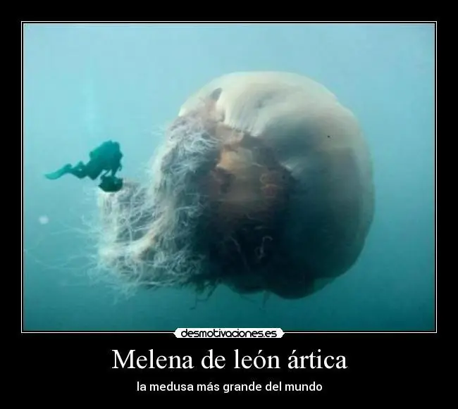raros animales