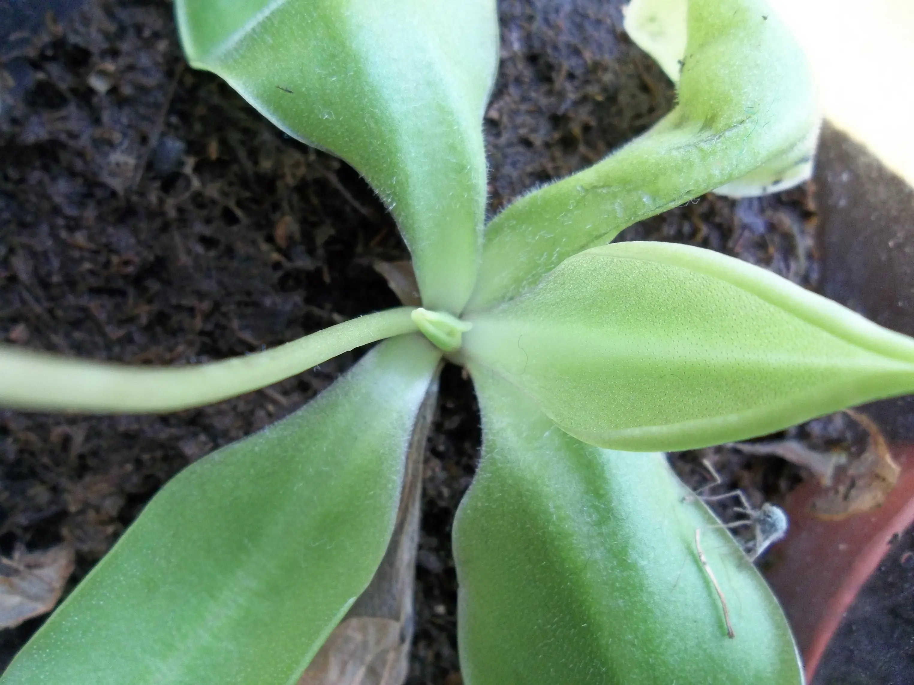 plantas carnivoras