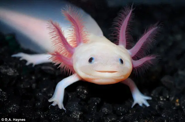 raros animales