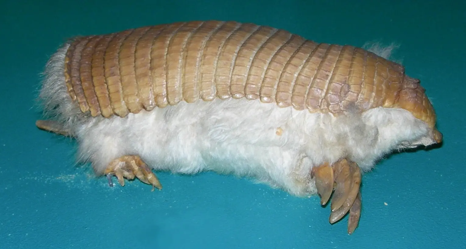 insectos raros