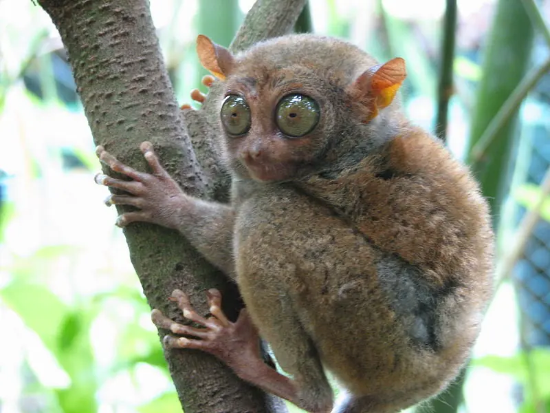 animales raros