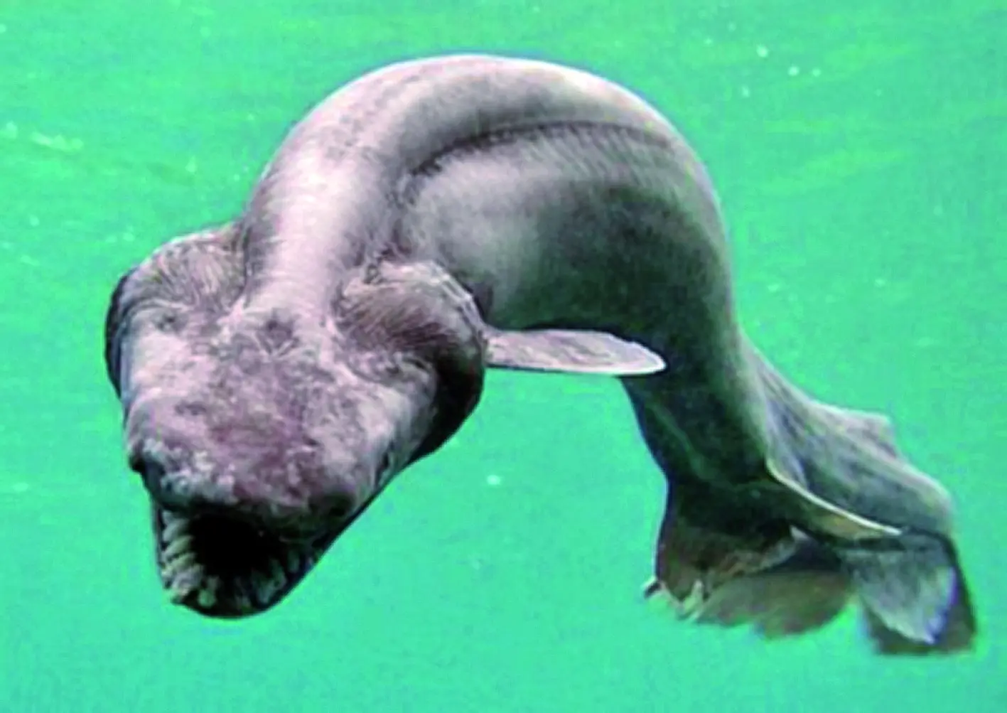 Top 25 de los animales mas raros del mundo,impresionantes.